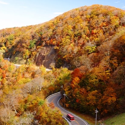 （11月頃） 写真提供：公益社団法人和歌山県観光連盟