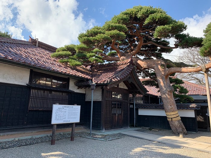 本間家旧本邸　玄関と松