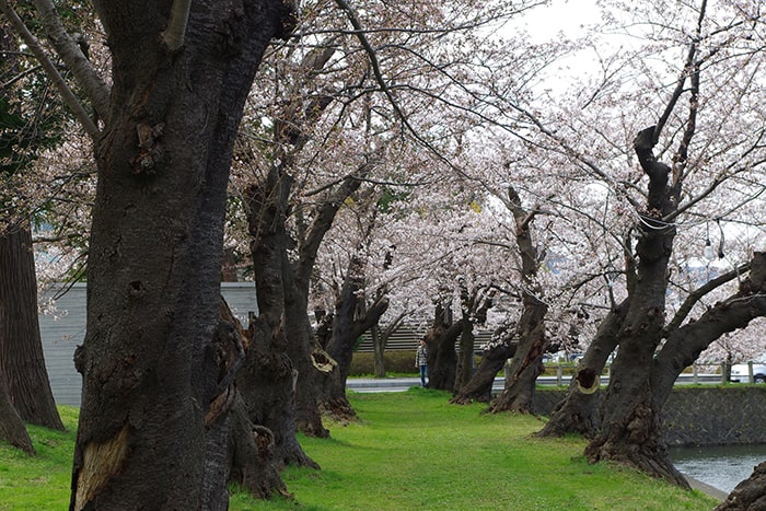 鶴岡公園