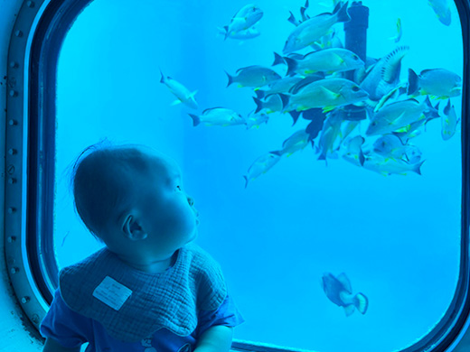 海中展望塔で見る初めてのお魚