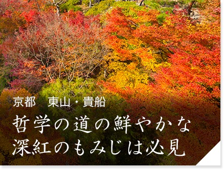 京都　東山・貴船　哲学の道の鮮やかな深紅のもみじは必見