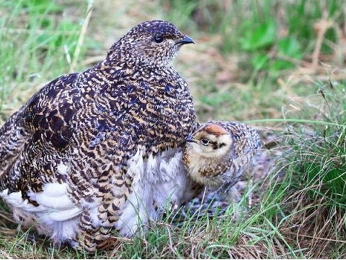 ホテル立山_雷鳥ウォッチング