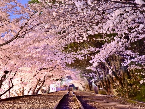 京都の穴場花見スポット