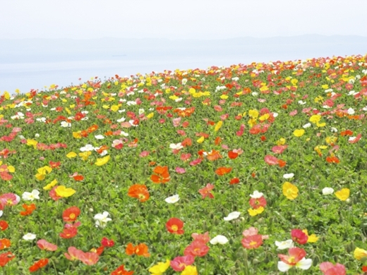 あわじ花さじき