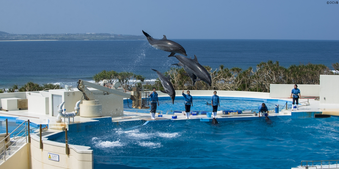 海洋博公園のイルカショー