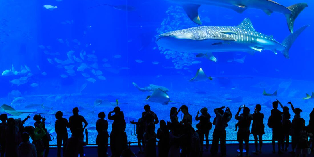 沖縄・美ら海水族館で
ジンベイザメを見よう！