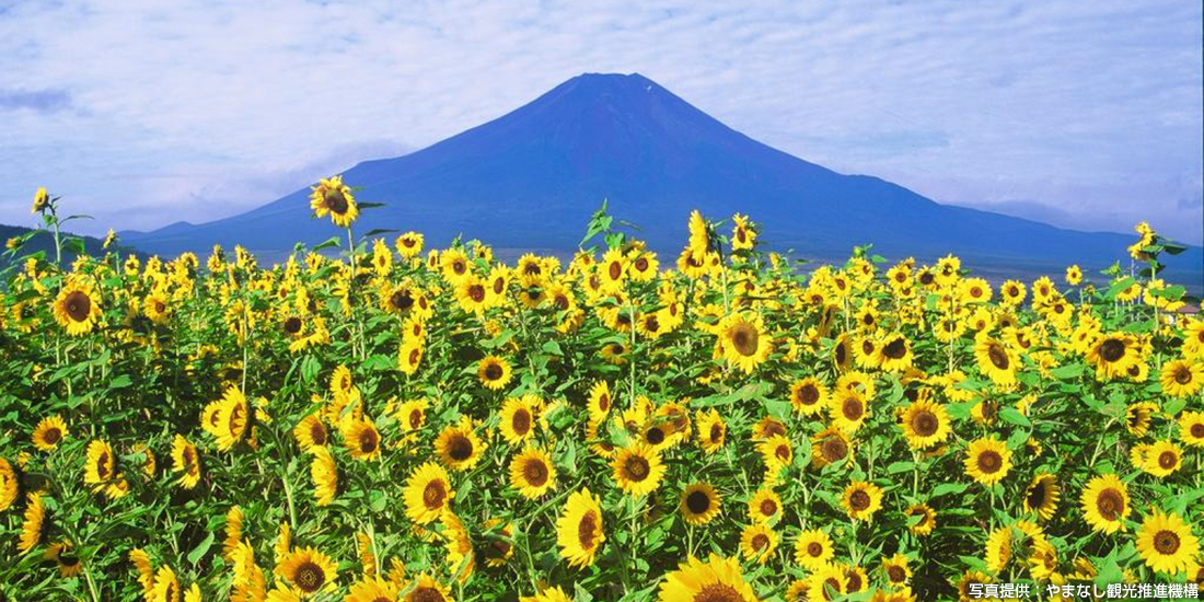 世界遺産・富士山の
絶景写真を撮りに行こう