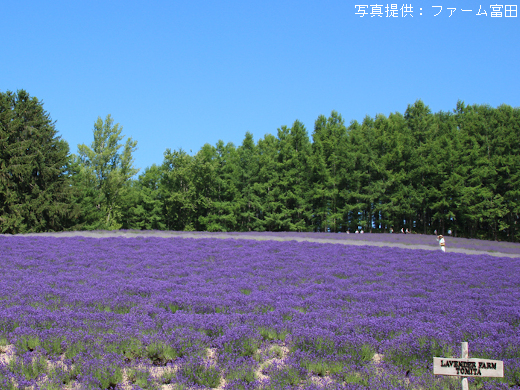 定番スポット ファーム冨田