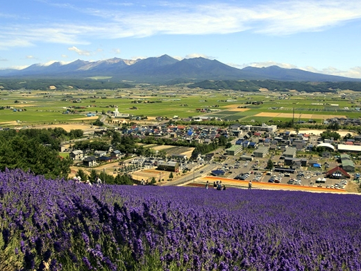 定番スポット 中富良野町営ラベンダー園