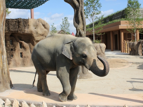 動物園エリア