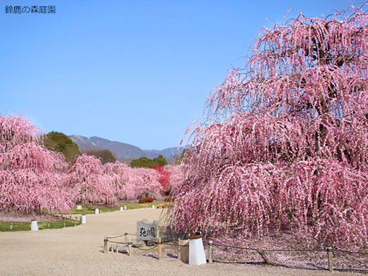 鈴鹿の森庭園 しだれ梅イメージ