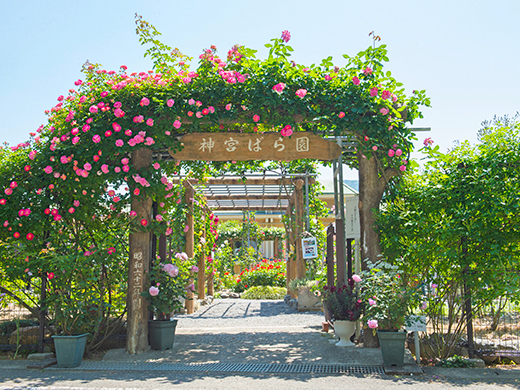 神宮ばら園