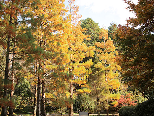 レッドヒルヒーサーの森