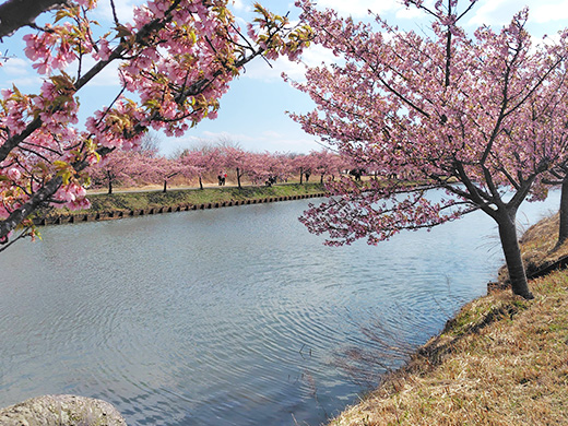 笠松河津桜ロード