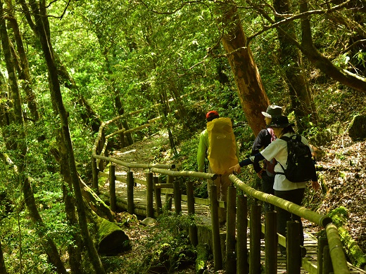 歩きやすい弥生杉歩道