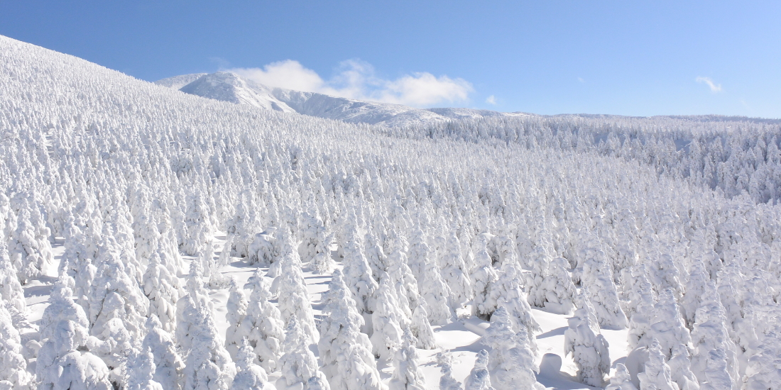 雪の怪獣
樹氷を見に行こう