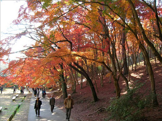 修善寺温泉の紅葉イメージ