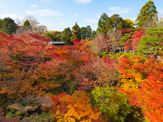 往復新幹線で行く！お得な東京⇒京都の旅特集