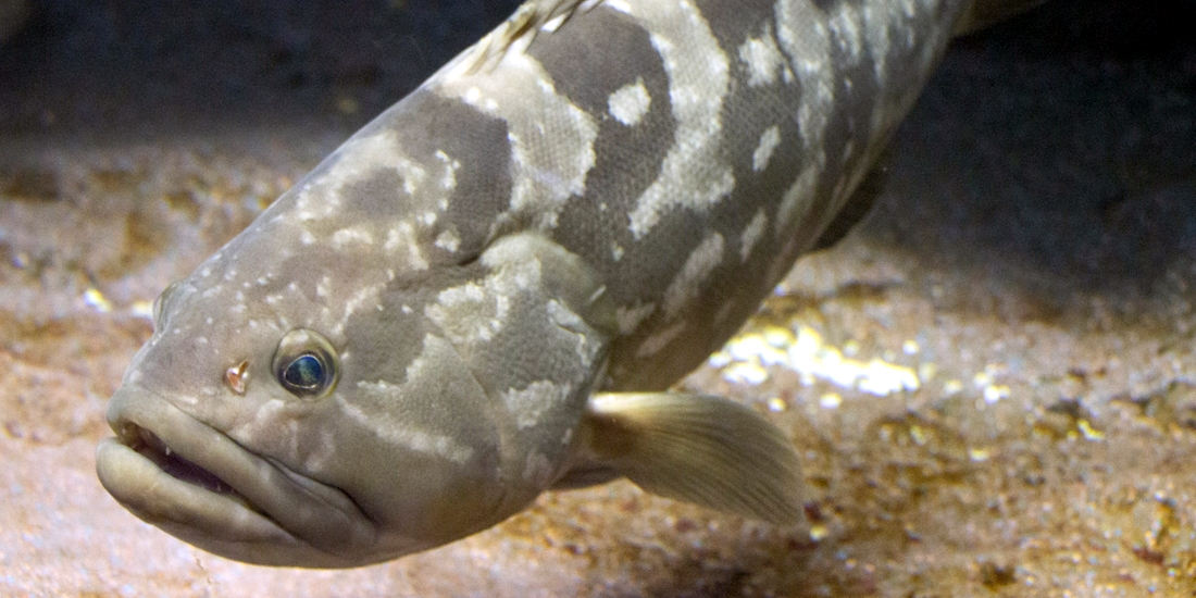 幻の魚・クエを食べに和歌山へ