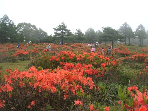 ③湯の丸高原（レンゲツツジ群落）