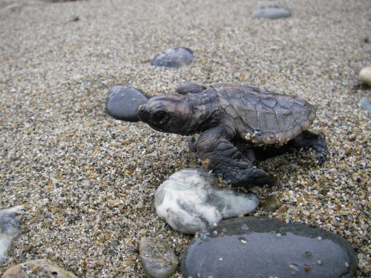 アカウミガメ