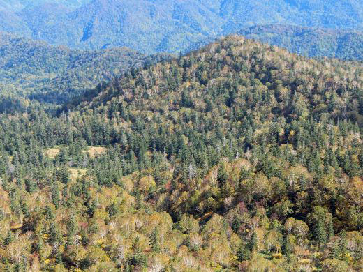 無意根山