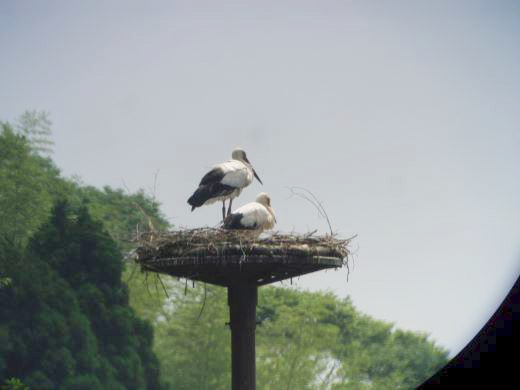 コウノトリ