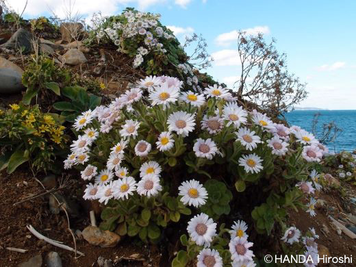 四季　冬　ホソバワダン-ダルマギク群落の開花　平戸島