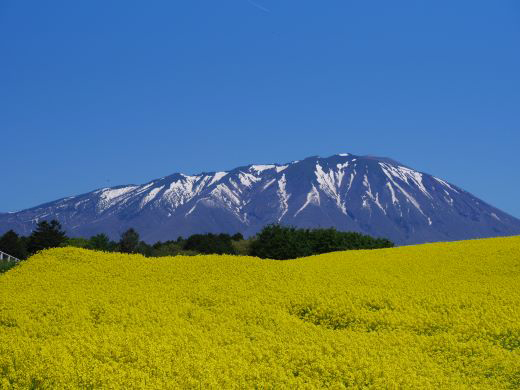 岩手山と菜の花