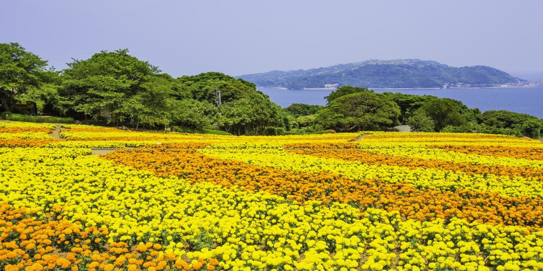 フェリーで行く能古島観光