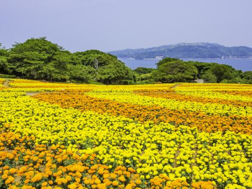 フェリーで行く能古島観光