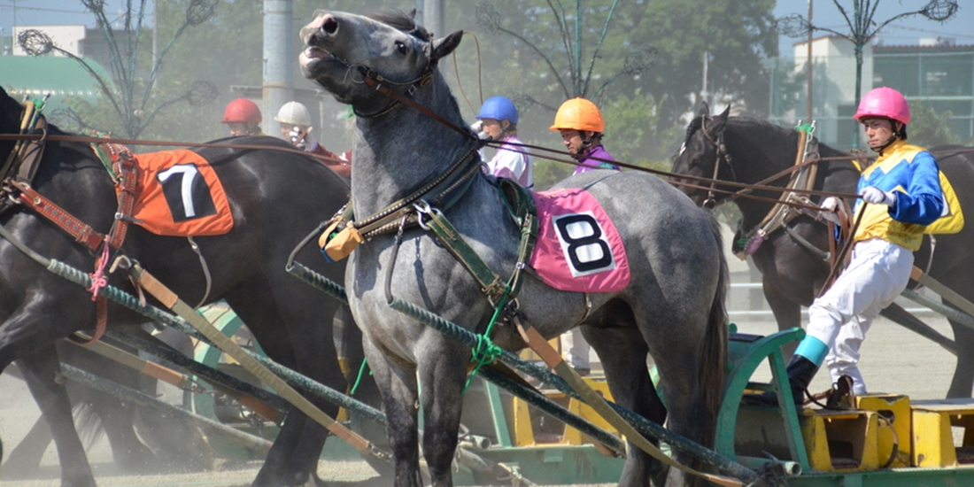 帯広のばんえい競馬