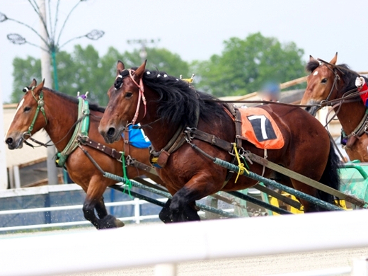 ばんえい競馬