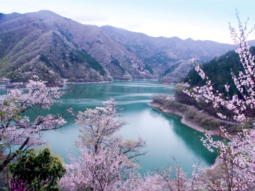 花見もできる奥多摩湖