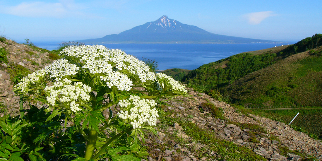 利尻・礼文島への旅