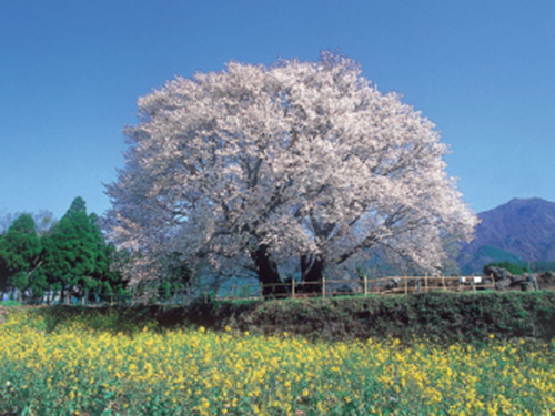 一心行の大桜イメージ