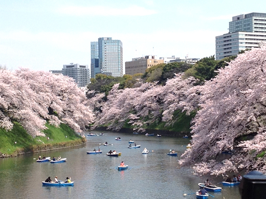 千鳥ヶ淵の桜のイメージ