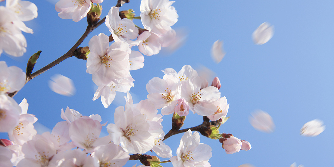 桜の名所
お花見におすすめの旅