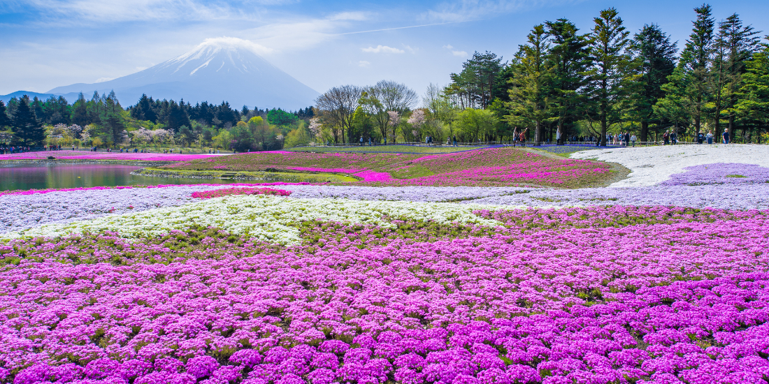 芝桜の名所に行こう