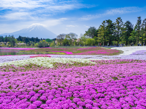 芝桜の名所に行こう