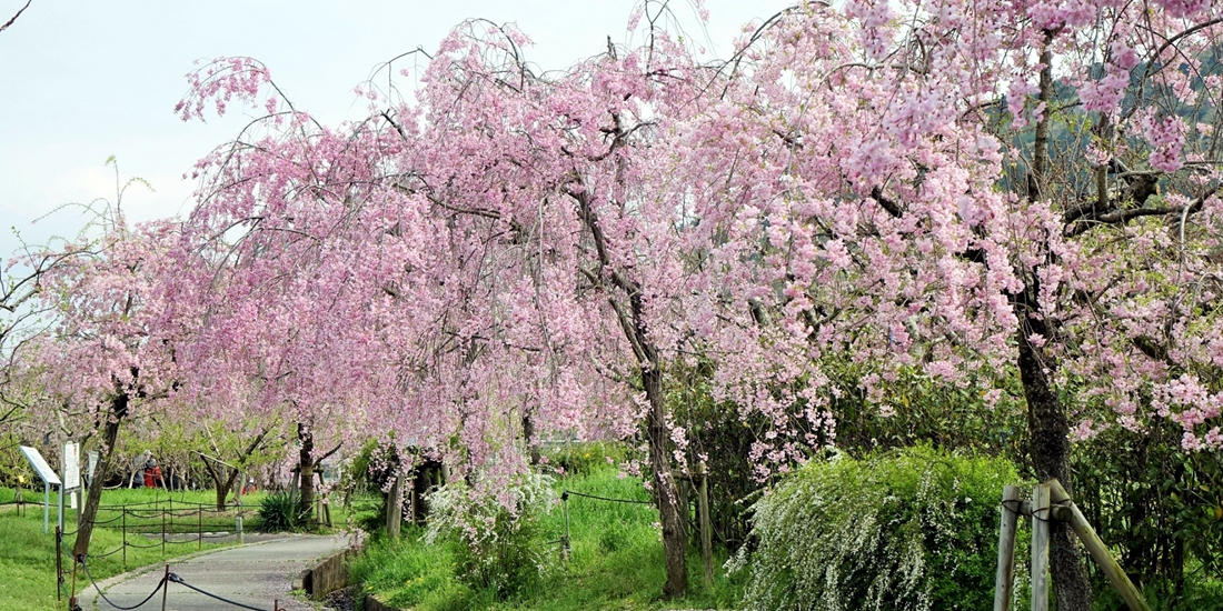 春はしだれ桜が綺麗です