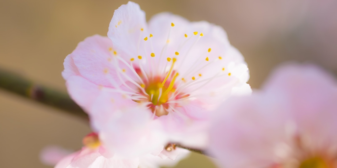 梅の花を見に行こう