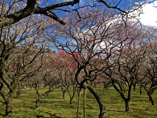 偕楽園（茨城県）