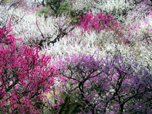 小富士梅林公園（福岡県）