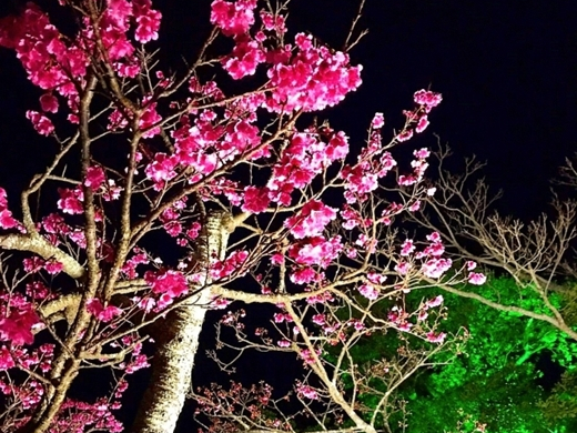 沖縄で冬のお花見!
