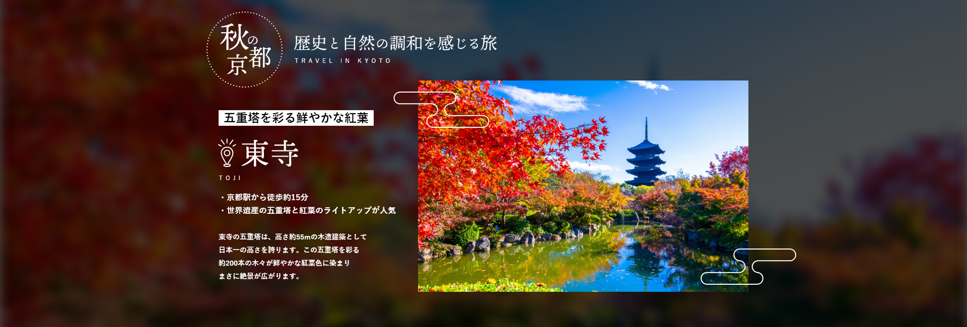 秋の京都　東寺　五重塔を彩る鮮やかな紅葉