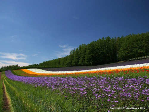 富良野・美瑛バスツアー