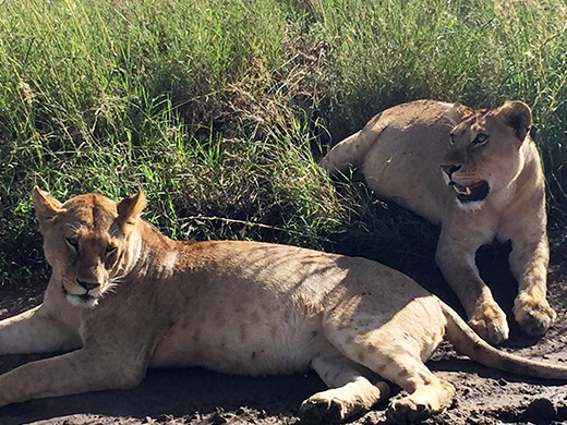 野生動物の楽園・サファリと言えばタンザニア！添乗で行ってきました♪