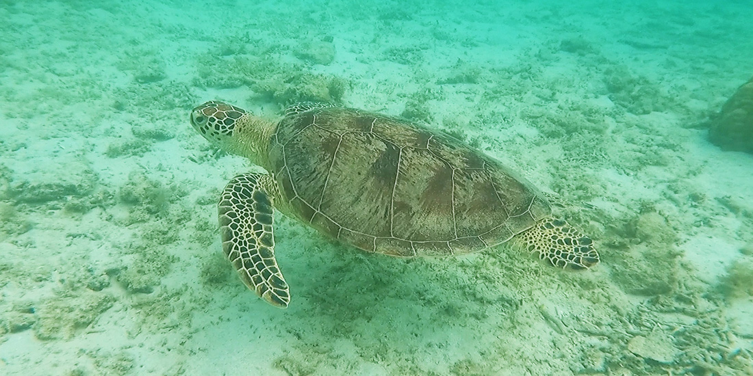 「大自然に出会える魅力」世界自然遺産！奄美大島