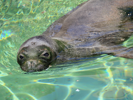 ワイキキ水族館